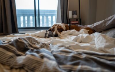 Les races de chien calme pour appartement