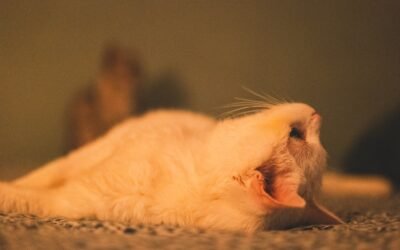 Accueil 7 Apprivoiser un hamster russe: conseils pratiques