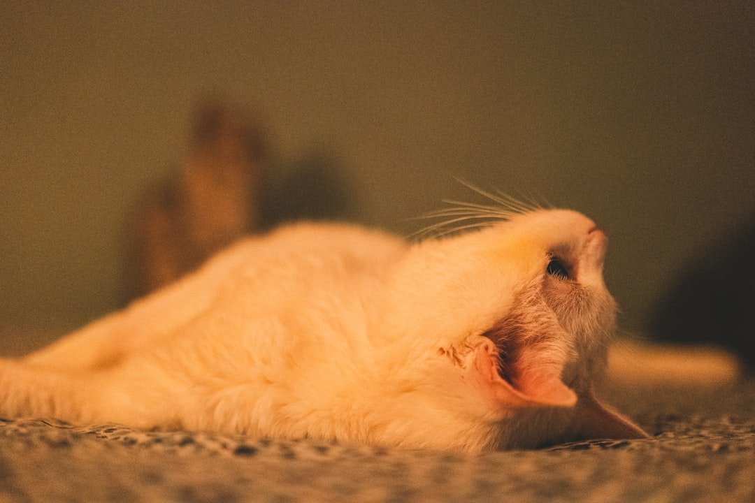 comment apprivoiser un hamster russe