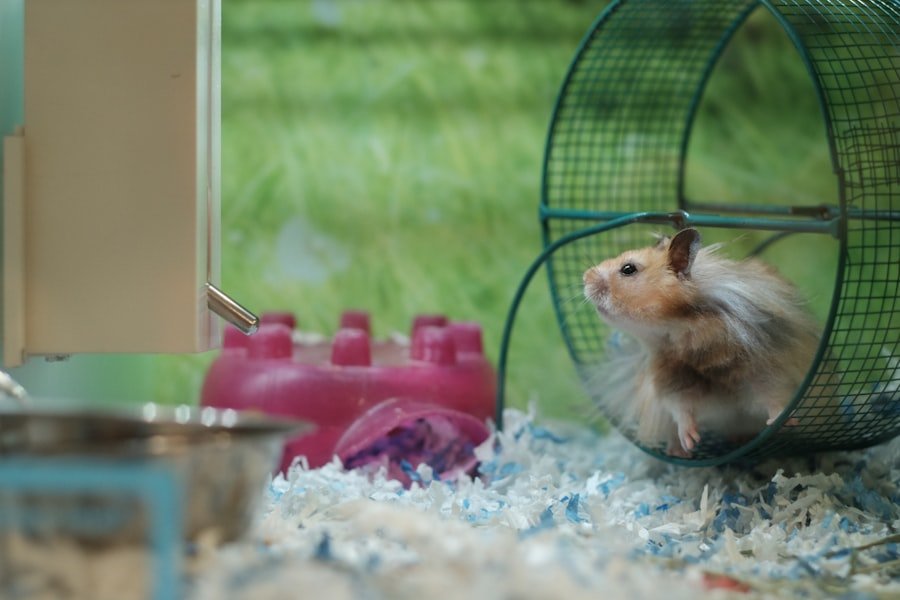 Photo hamster russe