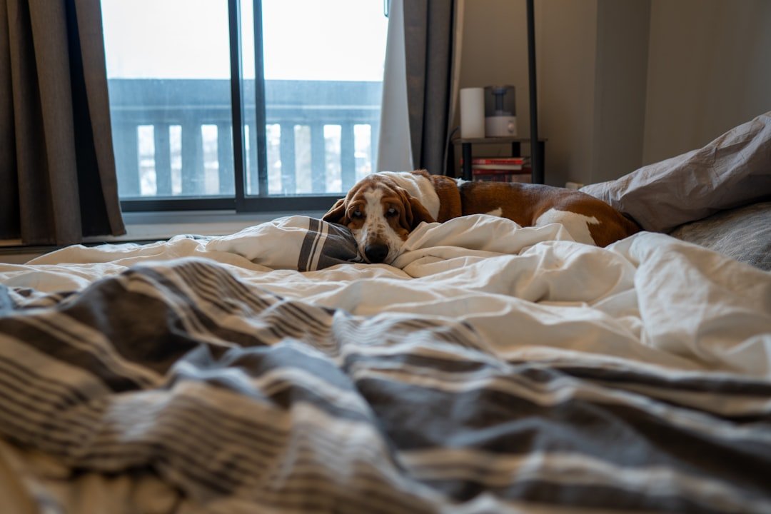Les races de chien calme pour appartement race de chien calme pour appartement